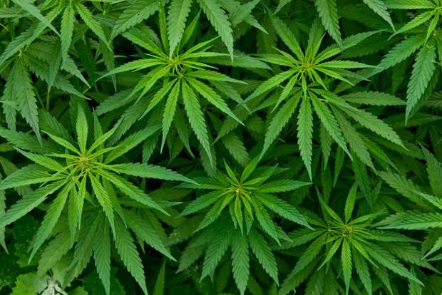 Cannabis