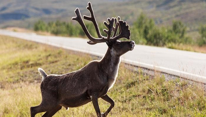 136 223624 reindeer animals norway 700x400