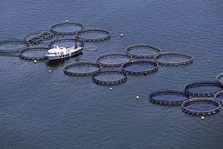 fish farm main